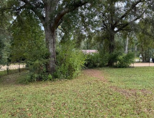 Forestry Mulching, Tallahassee, FL