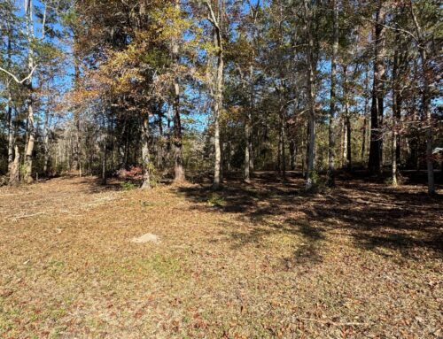 Forestry Mulching, Tallahassee, FL