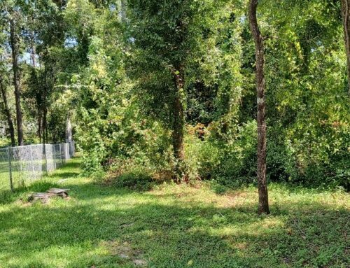 Fence Line Underbrush Removal & Property Cleanup Transformation, Tallahassee, FL