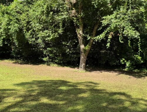 Underbrush Removal & Backyard Property Cleanup Project, Tallahassee, FL