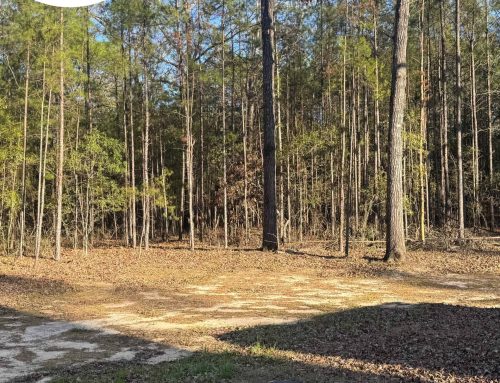 Underbrush Removal, Tallahassee, FL