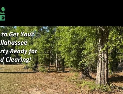 How to Get Your Tallahassee Property Ready for Land Management!