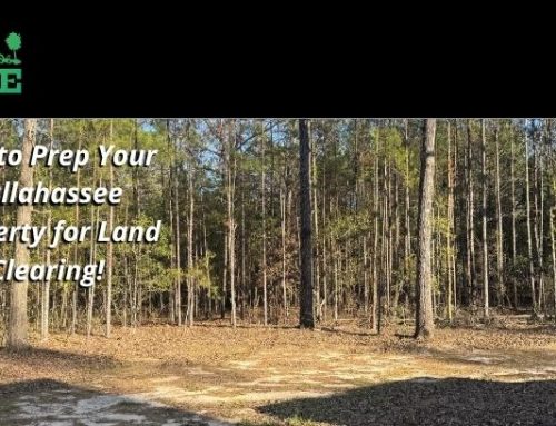 Tips to Prep Your Tallahassee Property for Land Management!