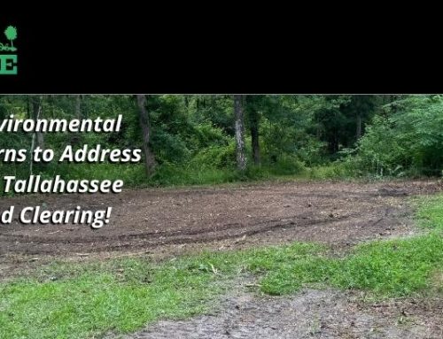 6 Environmental Concerns to Address with Tallahassee Land Management!