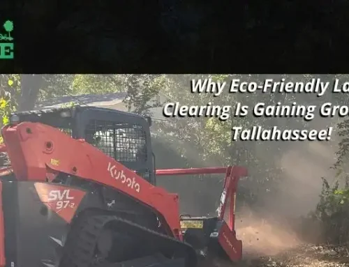Why Eco-Friendly Land Management Is Gaining Ground In Tallahassee!