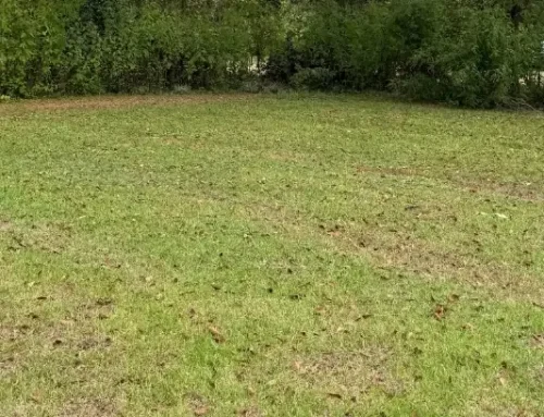 Underbrush Removal & Forestry Mulching – Masterson Lane, Tallahassee, FL